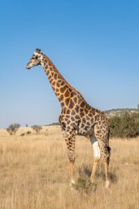 serengeti national park tanzania
