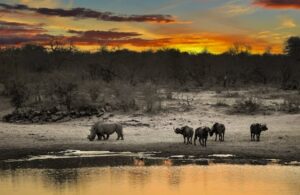 What is African Safaris and Eco-Tours: Explore Exotic Wildlife in the Heart of Nature