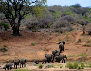 kruger national park